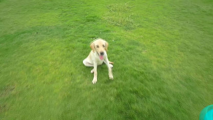 PawSip Pro – The Ultimate 3-in-1 Travel Bottle for Dogs & Cats